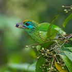 Bartvogel aus dem Tropischen Regenwald von Sri Lanka