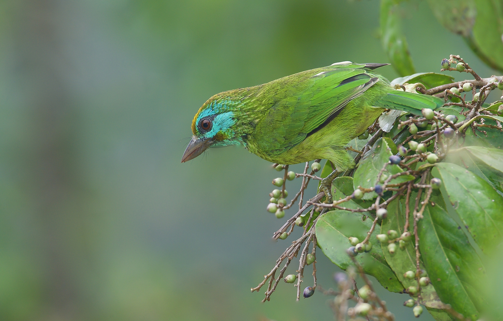 Bartvogel aus dem Tropischen Regenwald von Sri Lanka