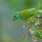 Bartvogel aus dem Tropischen Regenwald von Sri Lanka