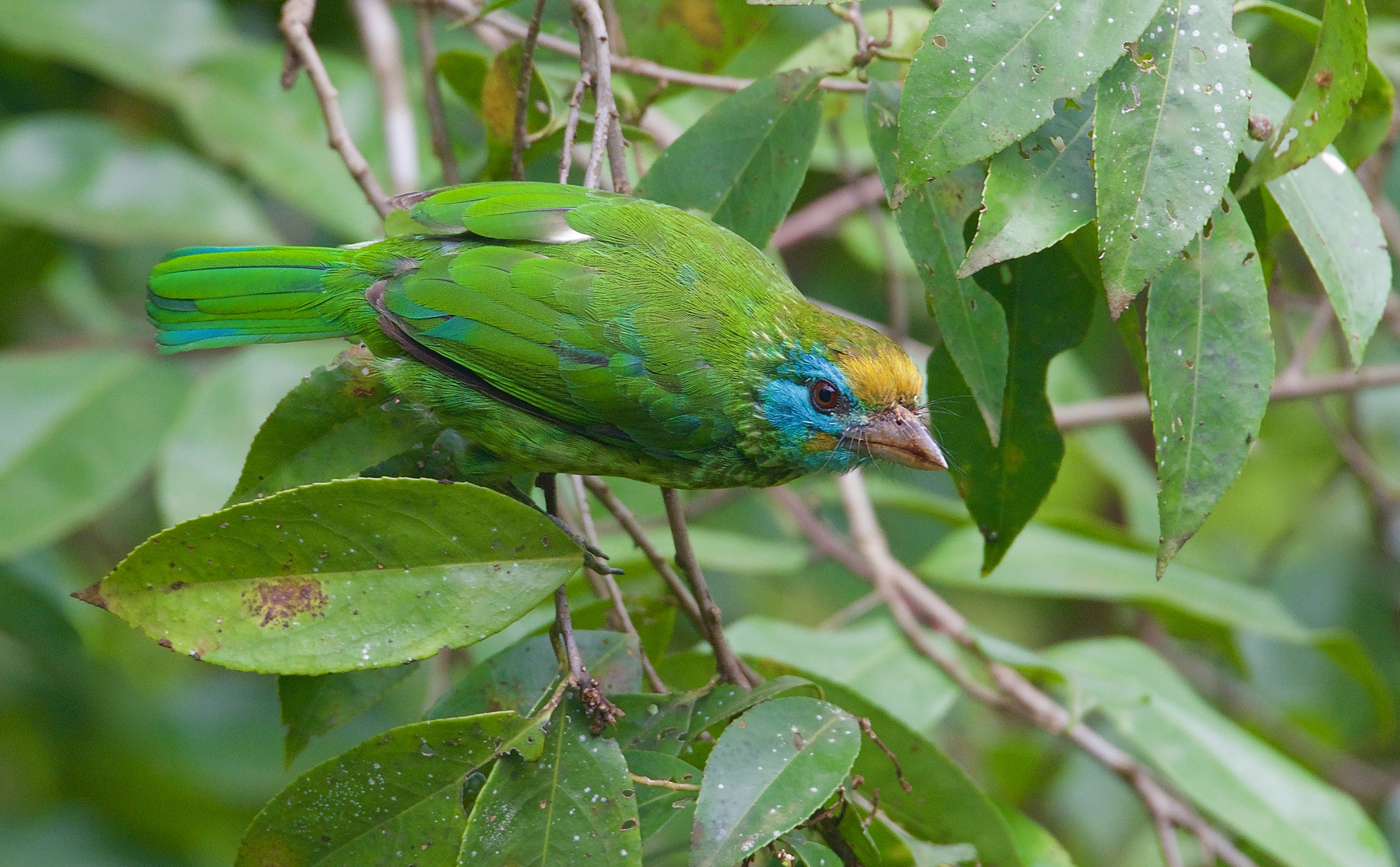 Bartvogel aus dem Tropischen Regenwald von Sri Lanka
