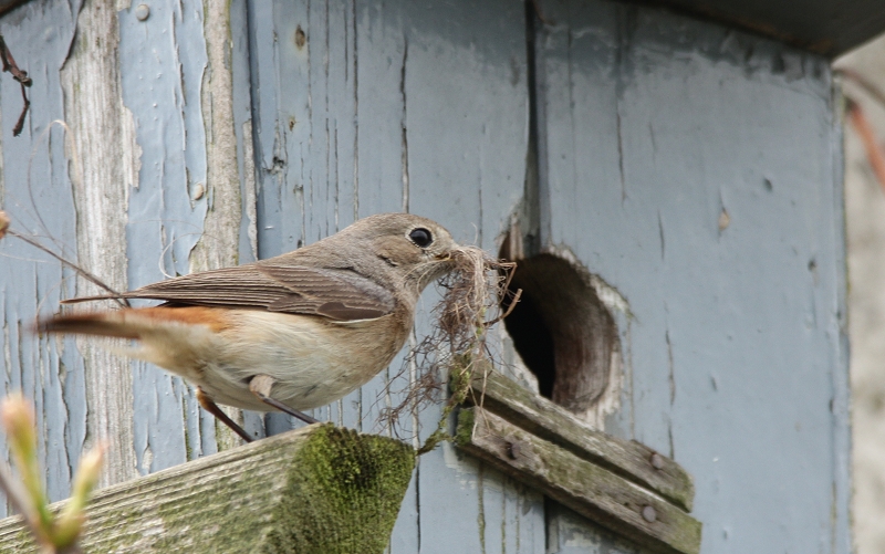 " Bartvogel "