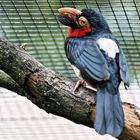 Bartvogel im Vogelpark Walsrode