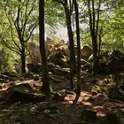 Basaltfelsen im Wald (2019_06_29_EOS 6D Mark II_4561_ji)