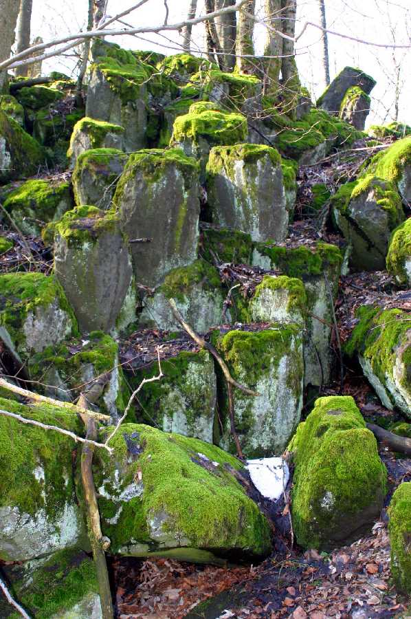 Basaltsäulen auf der Sachsenburg bei Oberalba Rhön - 2