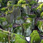 Basaltsäulen auf der Sachsenburg bei Oberalba Rhön - 2