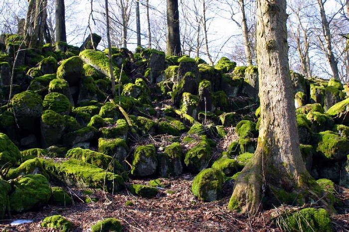 Basaltsäulen auf der Sachsenburg bei Oberalba Rhön