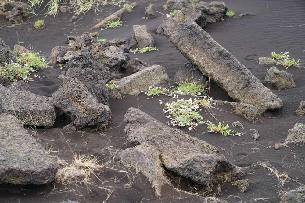 Basaltskulpturen in Lava