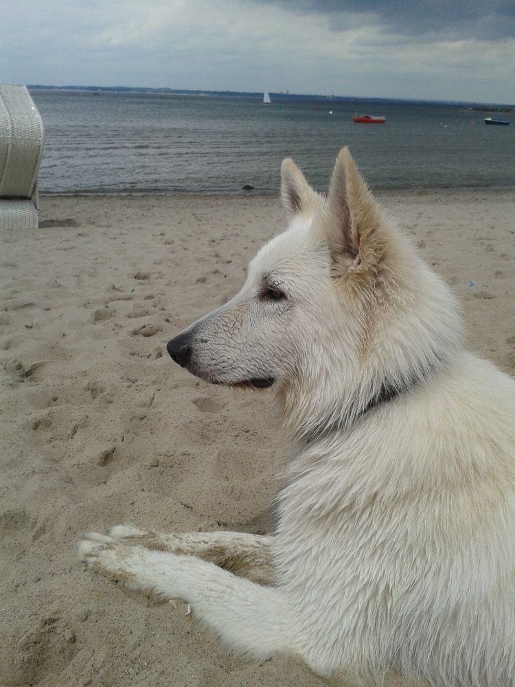 Basco chillt am Strand