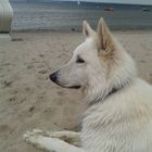 Basco chillt am Strand