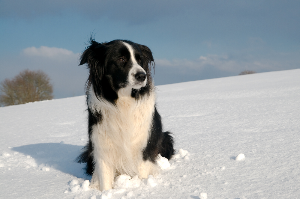 Basco im Schnee