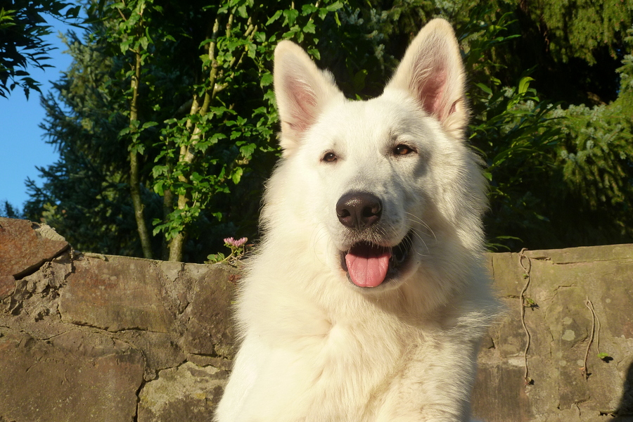 Basco in der Abendsonne