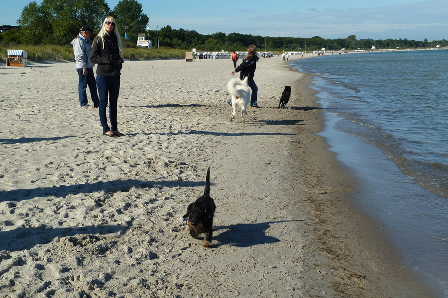 Basco und seine Strandfreunde