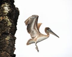 base-jump