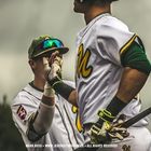 baseball in paderborn