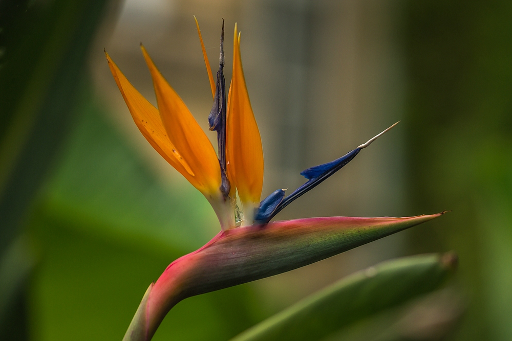 Basel, Botanischer Garten 01