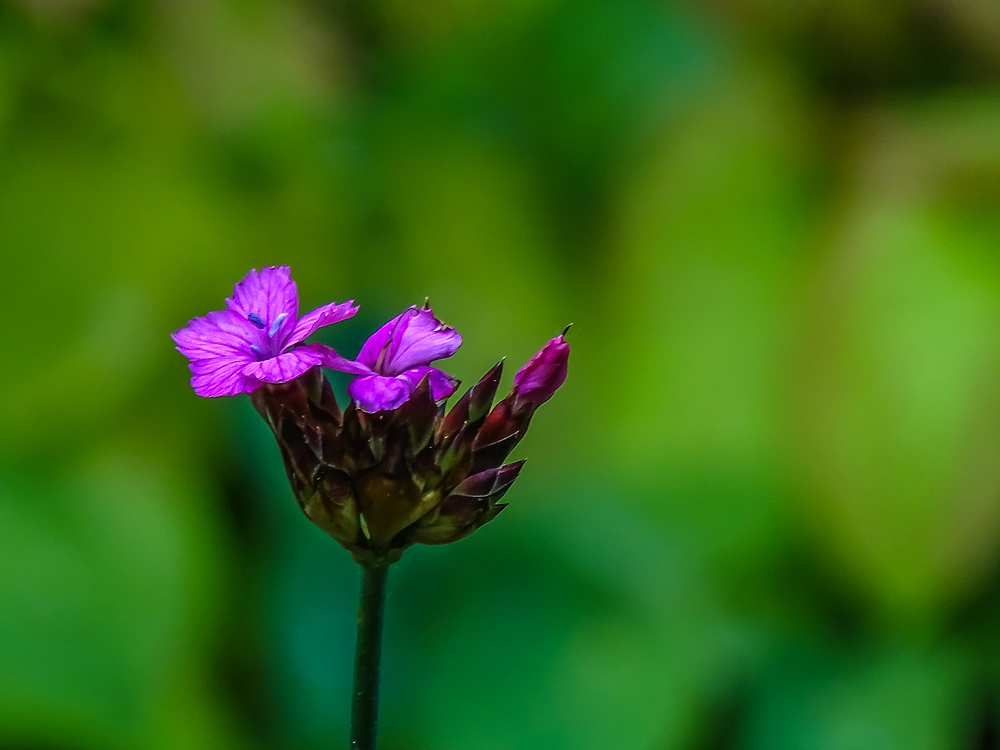 Basel, Botanischer Garten 02