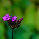 Basel, Botanischer Garten 02