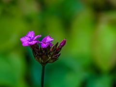 Basel, Botanischer Garten 02