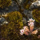 Basel, Botanischer Garten 03