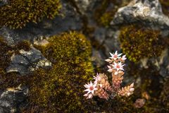 Basel, Botanischer Garten 03