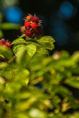 Basel, Botanischer Garten 05