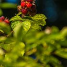 Basel, Botanischer Garten 05