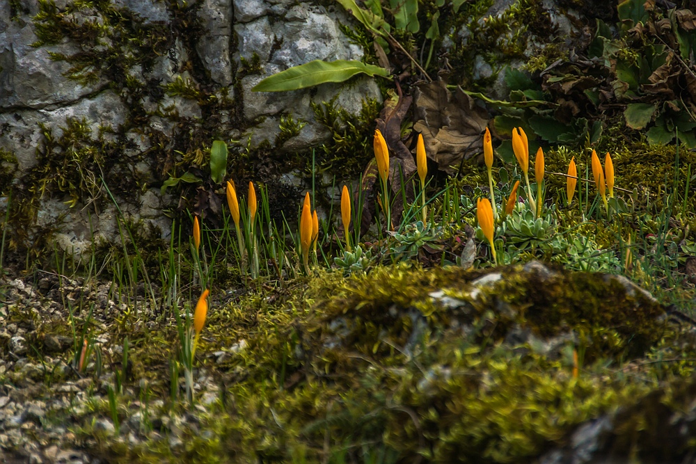 Basel, Botanischer Garten 06