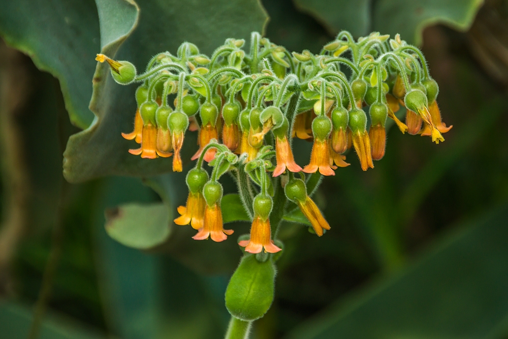 Basel, Botanischer Garten 07