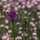 Basel, Botanischer Garten