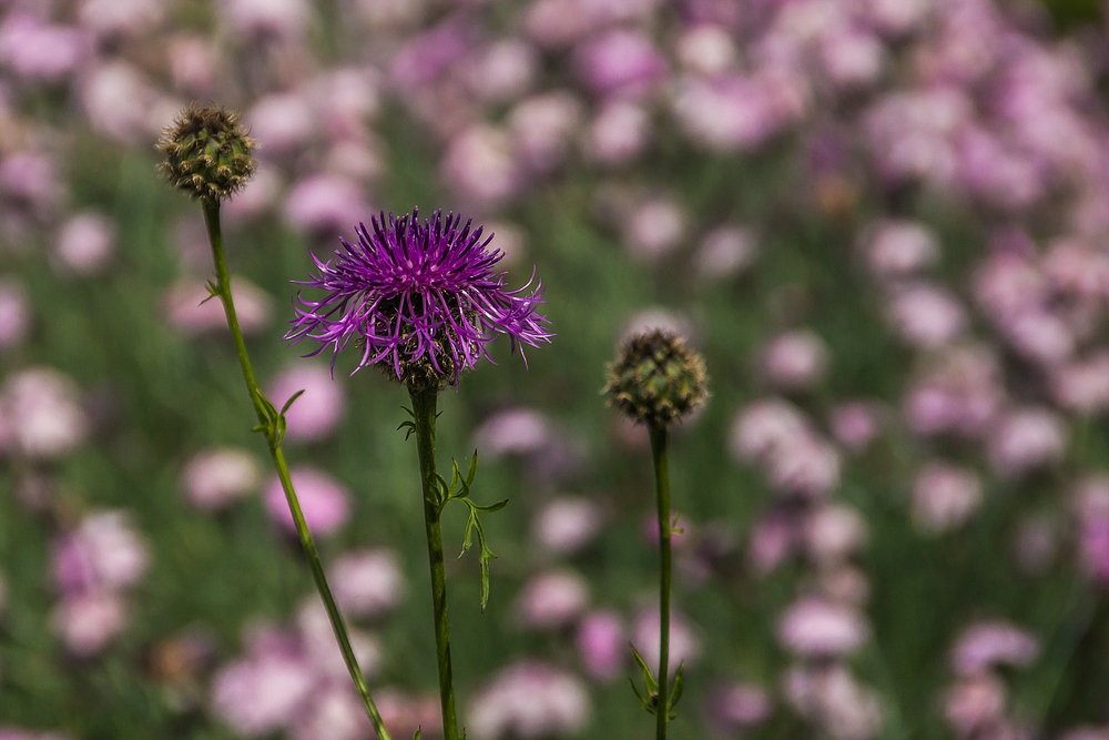 Basel, Botanischer Garten