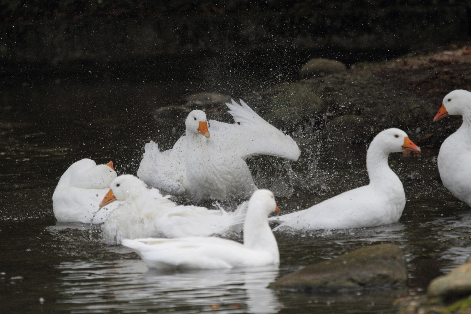 Basel, Tierpark Lange Erlen, Diepholzer Gans 