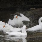 Basel, Tierpark Lange Erlen, Diepholzer Gans 