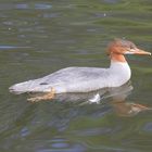 Basel, Tierpark Lange Erlen, Gänsesäger (Mergus merganser), Weibchen