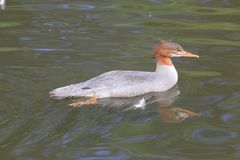 Basel, Tierpark Lange Erlen, Gänsesäger (Mergus merganser), Weibchen