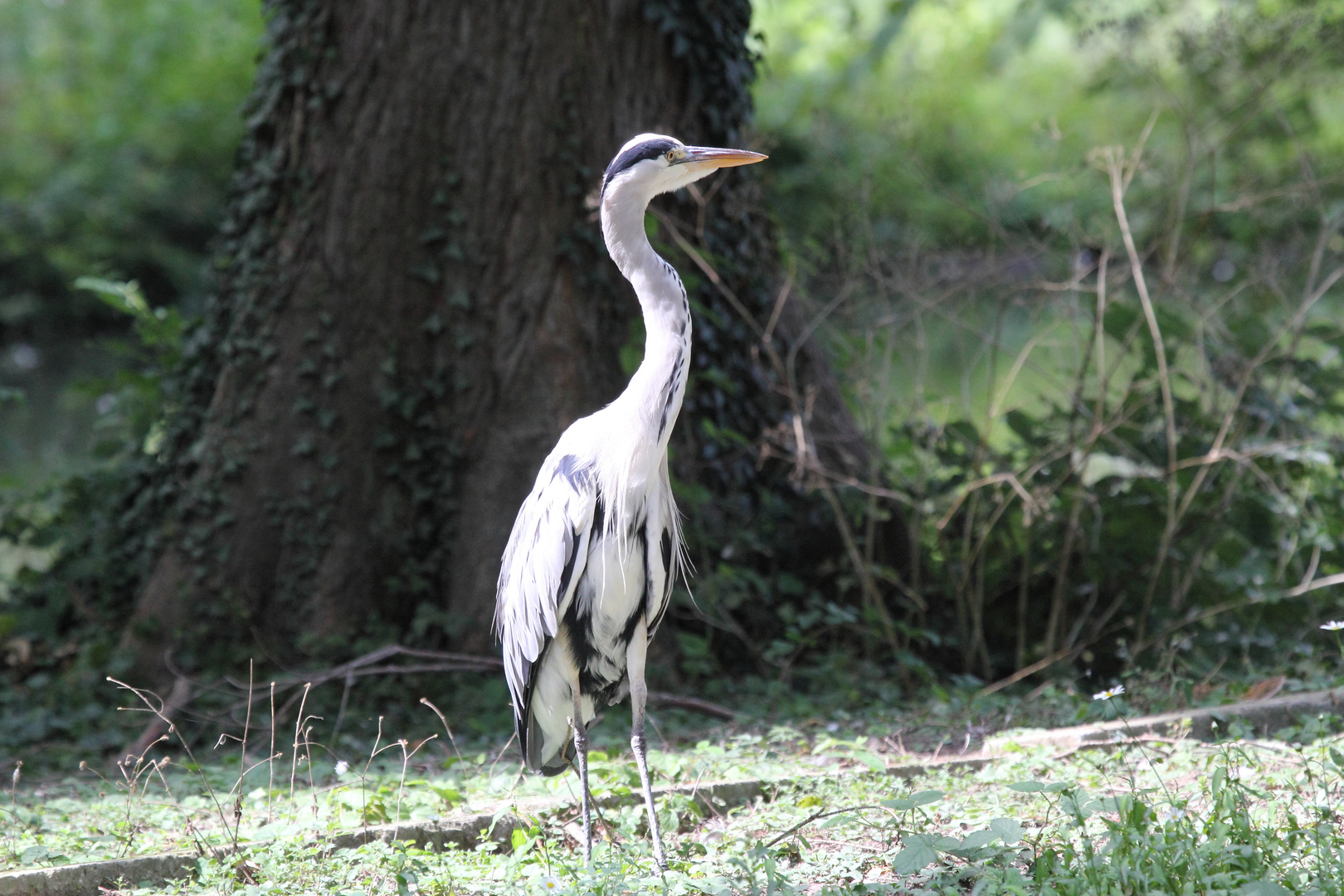 Basel, Tierpark Lange Erlen, Graureiher oder Fischreiher (Ardea cinerea)