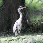 Basel, Tierpark Lange Erlen, Graureiher oder Fischreiher (Ardea cinerea)