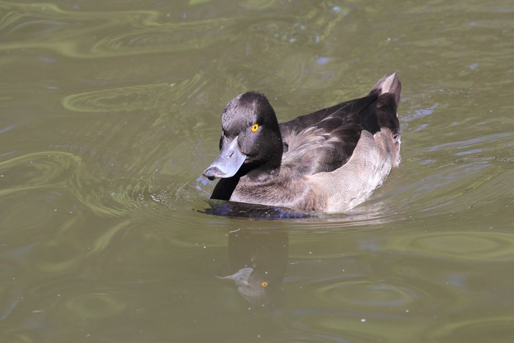 Basel, Tierpark Lange Erlen,  Reiherente (Aythya fuligula), Weibchen