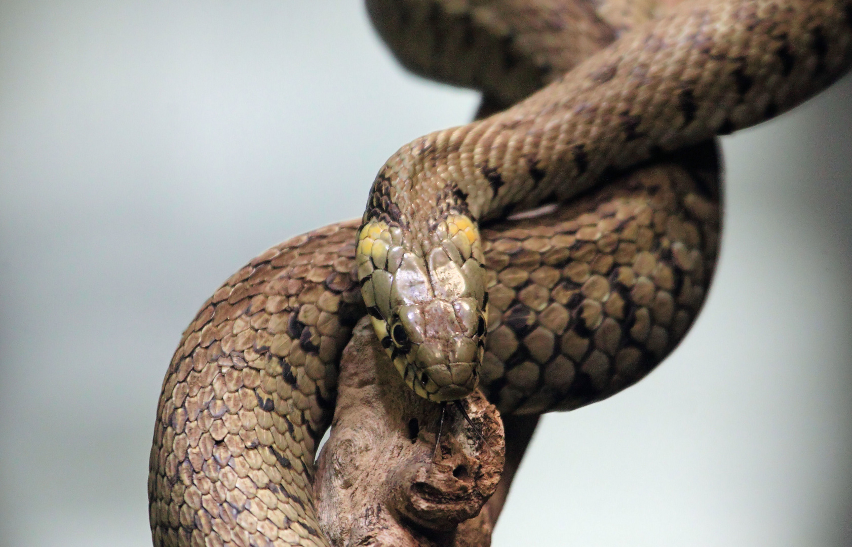 Basel, Tierpark Lange Erlen, Ringelnatter (Natrix natrix)