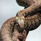 Basel, Tierpark Lange Erlen, Ringelnatter (Natrix natrix)