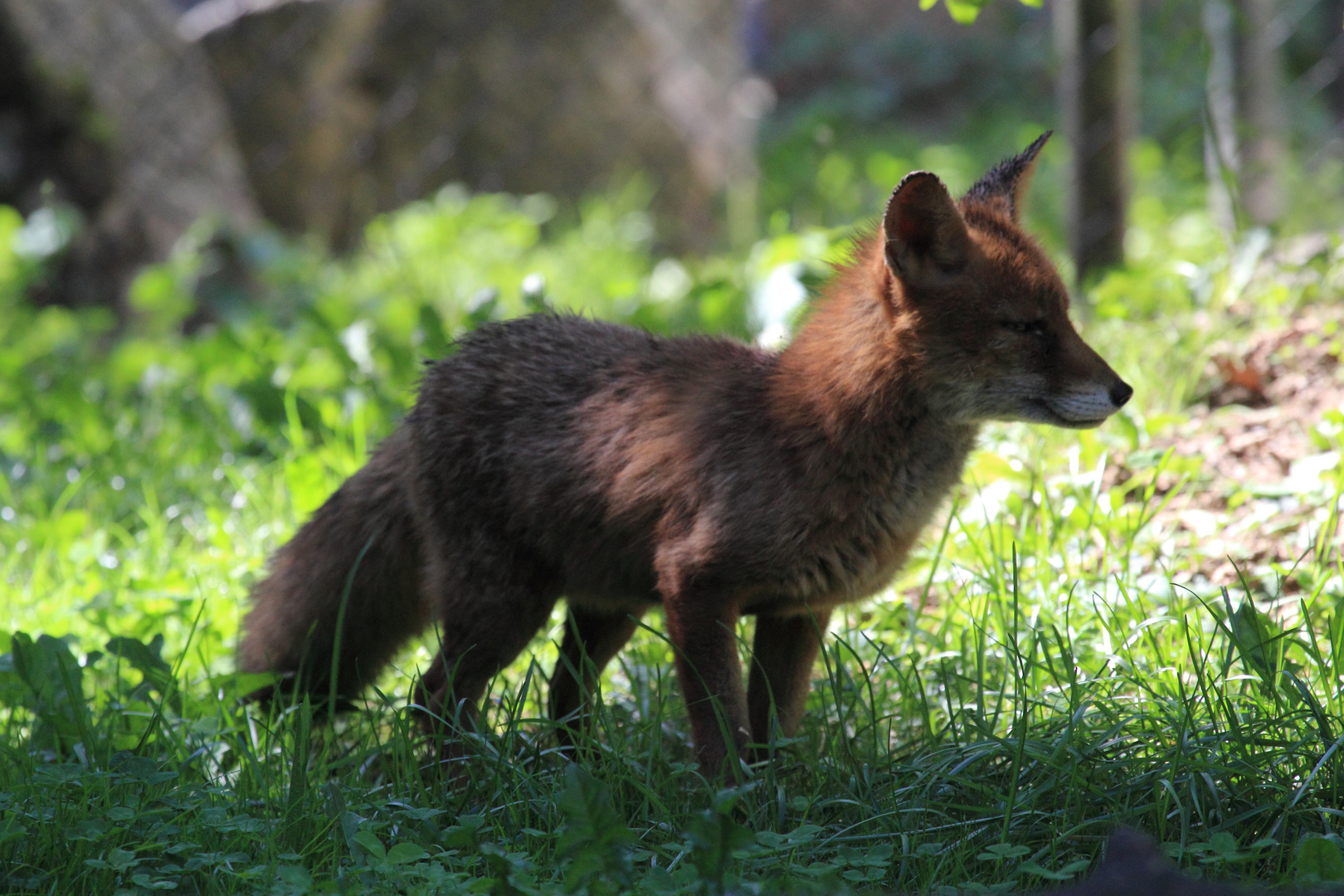 Basel, Tierpark Lange Erlen, Rotfuchs, Vulpes vulpes