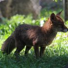 Basel, Tierpark Lange Erlen, Rotfuchs, Vulpes vulpes