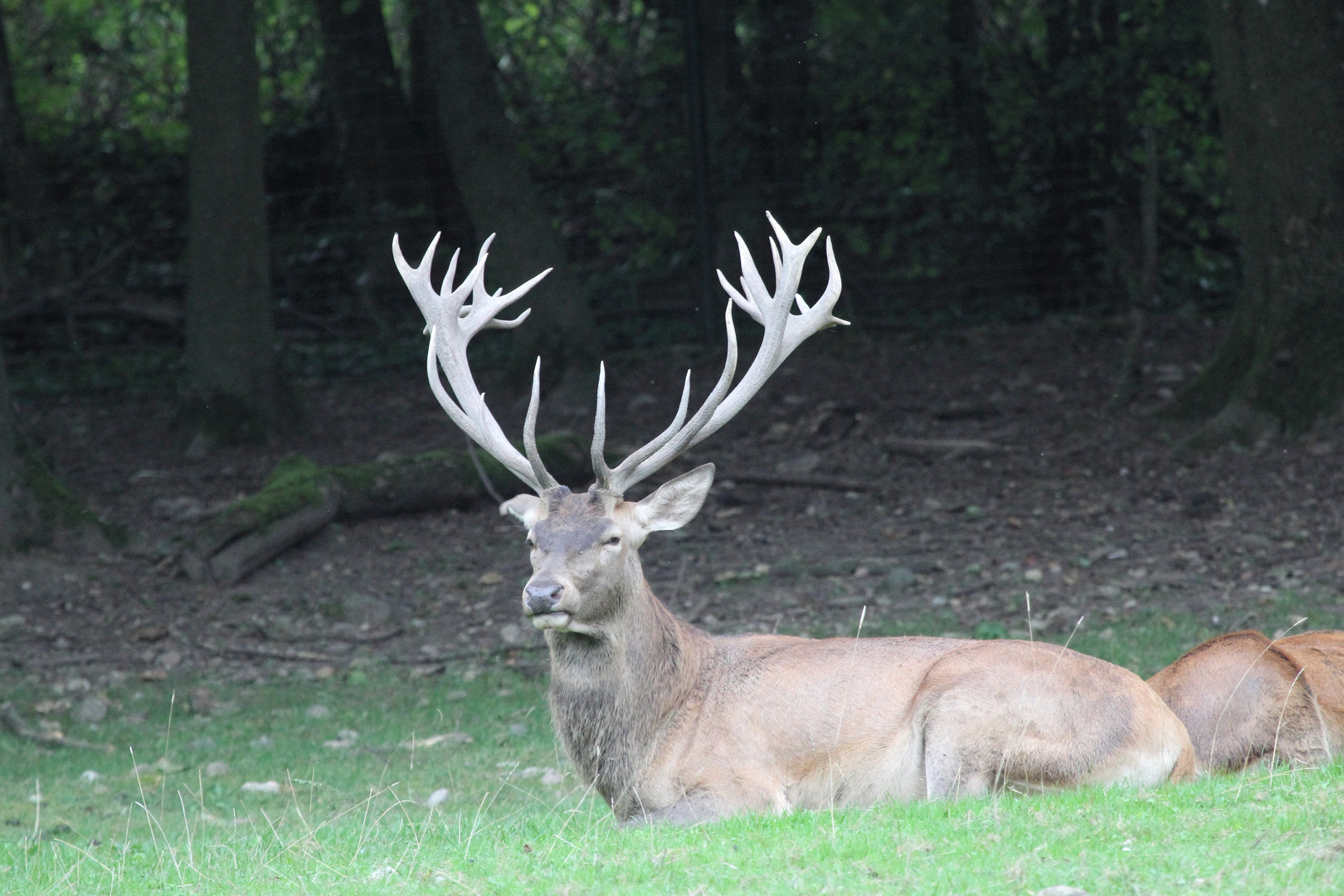 Basel, Tierpark Lange Erlen, Rothirsch (Cervus elaphus), oder Edelhirsch