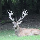 Basel, Tierpark Lange Erlen, Rothirsch (Cervus elaphus), oder Edelhirsch