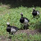 Basel, Tierpark Lange Erlen, Weißwangengans (Branta leucopsis) oder Nonnengans