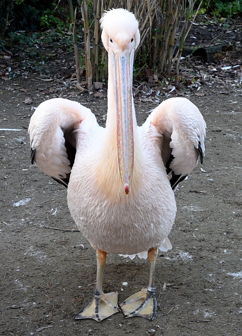 Basel Zoo, Pelikan
