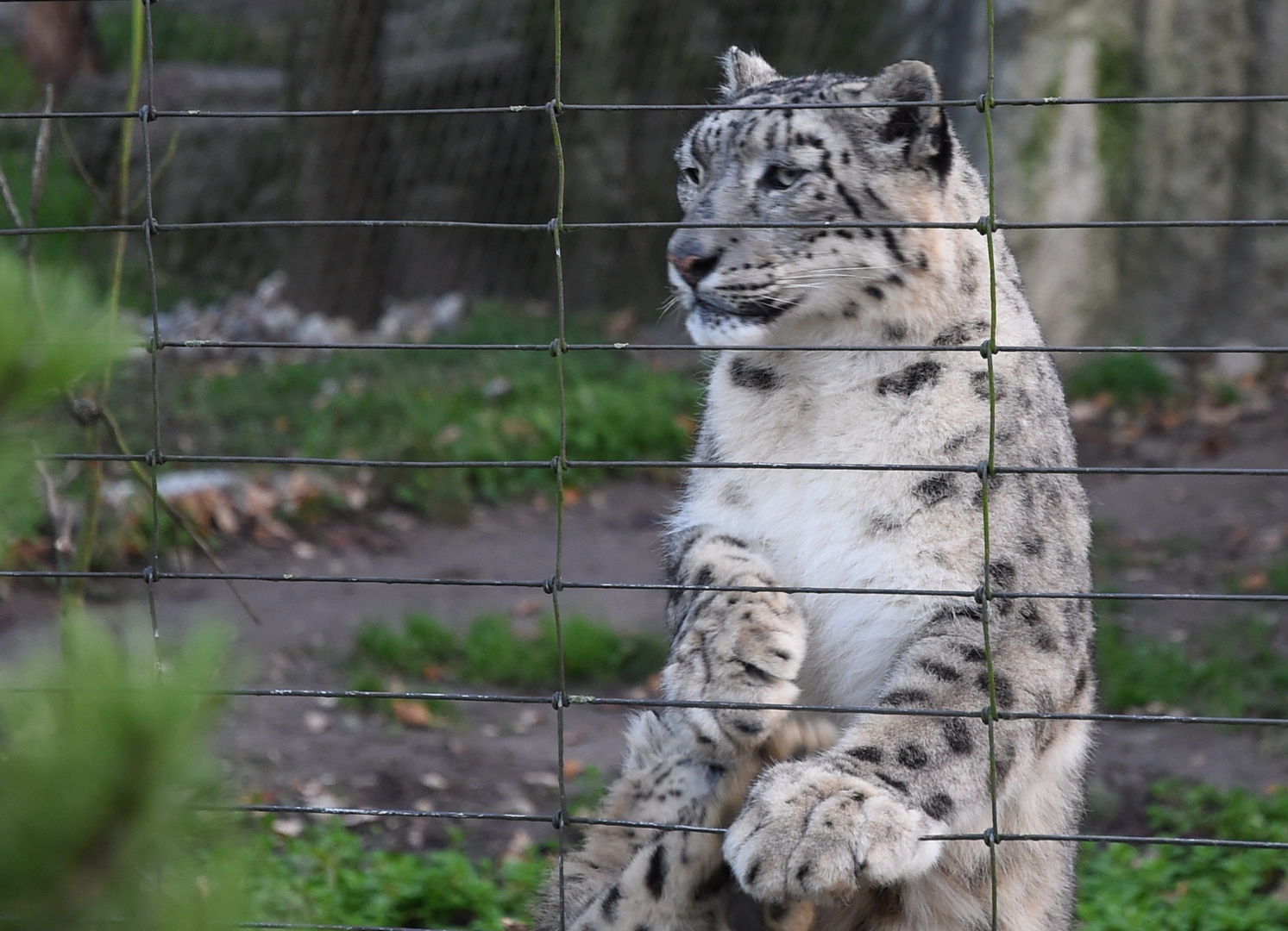 Basel Zoo Schneeleo...