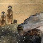 Basel Zoo "Steh auf Männchen"