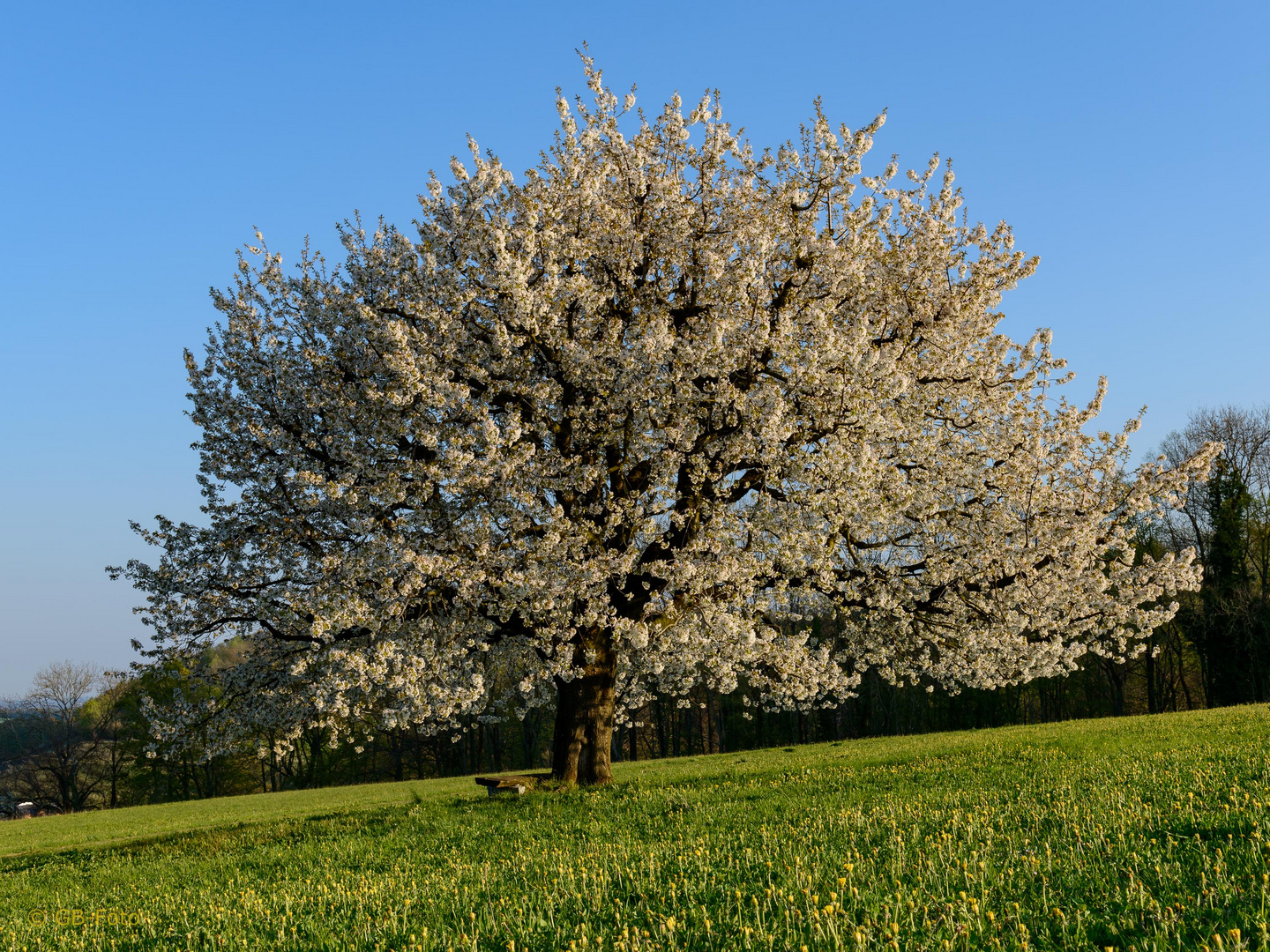 Baselbieter Kirschbaum