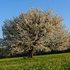 Baselbieter Kirschbaum