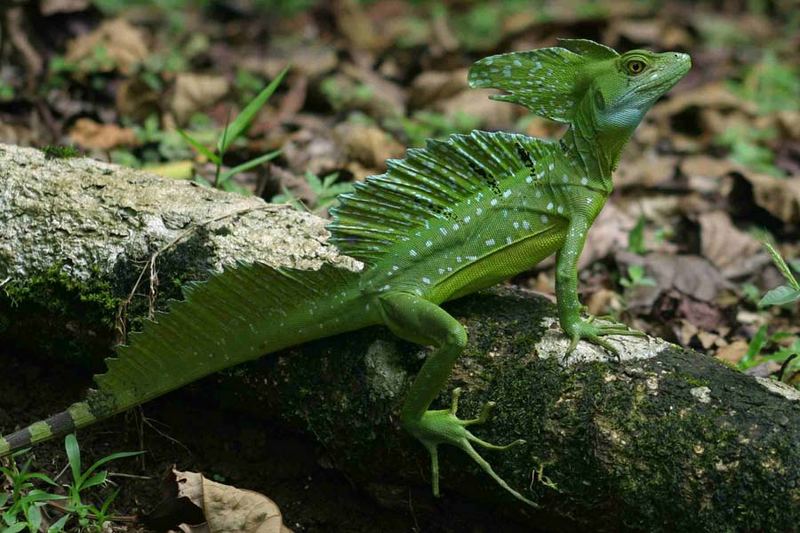 Baselisk in Costa Rica